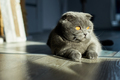 A fat gray Scottish tabby cat lies on the floor - PhotoDune Item for Sale