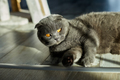 A fat gray Scottish tabby cat lies on the floor - PhotoDune Item for Sale