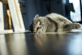A fat gray Scottish tabby cat lies on the floor - PhotoDune Item for Sale