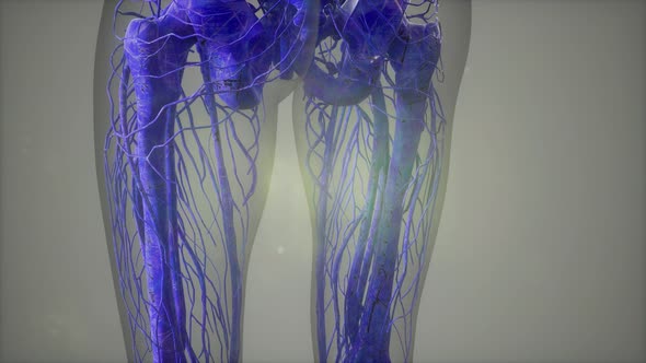 Complete Close-up View of the Skeletal System with Transparent Body alt