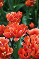 Red tulip field, plantation. Bright dark gentle delicate natural spring background. - PhotoDune Item for Sale