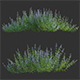 Rosmarinus - Rosemary - Romarin 02 - 3DOcean Item for Sale