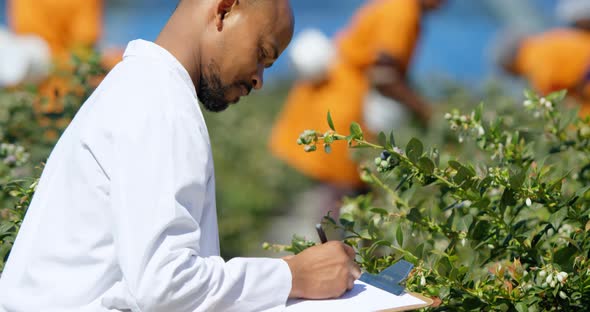 Man writing on clipboard in blueberry farm 4k