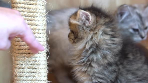 Asain Woman Hand Playing With Persian Kitten