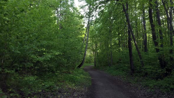 Green forest trail