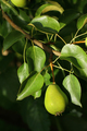 green pears on a branch in the garden - PhotoDune Item for Sale