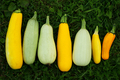 zucchini harvest. Fresh squash picked from the garden. Organic food concept . - PhotoDune Item for Sale