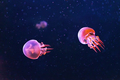 Flame jellyfish, rhopilema esculentum swims in aquarium with pink neon light - PhotoDune Item for Sale