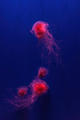 Fluorescent Lion's Mane Jellyfish Swimming Underwater Aquarium Pool With Red Neon Light. - PhotoDune Item for Sale