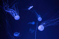 Group of fluorescent jellyfish swimming underwater aquarium pool. - PhotoDune Item for Sale
