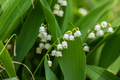  lily-of-the-valley - PhotoDune Item for Sale