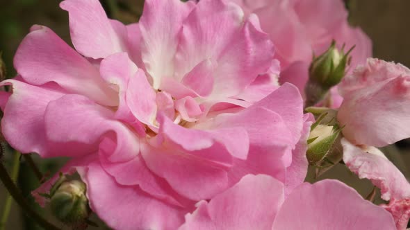 Rosa plant in the garden shallow DOF 4K 2160p 30fps UltraHD footage - Close-up of climber Rose woody