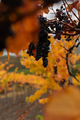 Vineyards autumn ripening. - PhotoDune Item for Sale