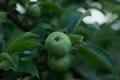 Green apples garden close-up. - PhotoDune Item for Sale