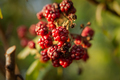 Blackberry bush close-up on a blurry background. - PhotoDune Item for Sale