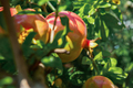 Red ripe pomegranate fruits grow in the garden. - PhotoDune Item for Sale