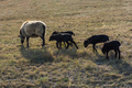 A sheep with funny cute lambs grazing in a meadow. Mom and kids animals - PhotoDune Item for Sale