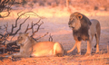 Lion Pair in the Kalahari - PhotoDune Item for Sale