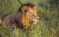 Portrait of a Male Lion - PhotoDune Item for Sale