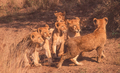 Six Lion Cubs in Kruger Park - PhotoDune Item for Sale