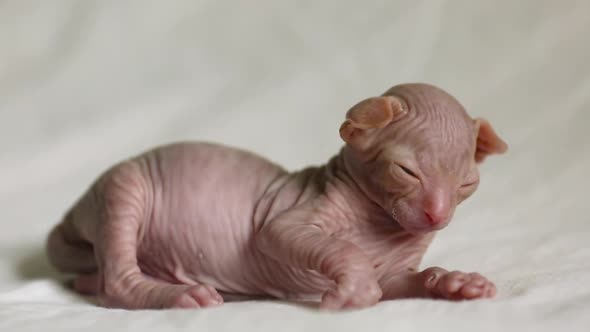 Little cute kitten sleeping sphinx on a white blanket