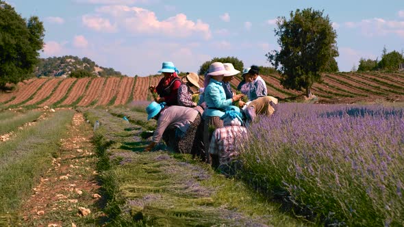 Farmer Working on Lavender Harvesting