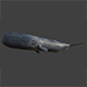 Sperm Whale - 3DOcean Item for Sale