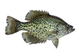 Black crappie fresh caught in a northern Minnesota lake isolated on a white background - PhotoDune Item for Sale