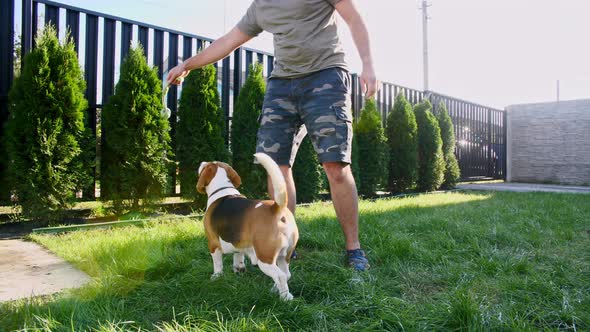 Man Plays with His Beagle Dog Outdoors and Treats Her Pet with a Treat