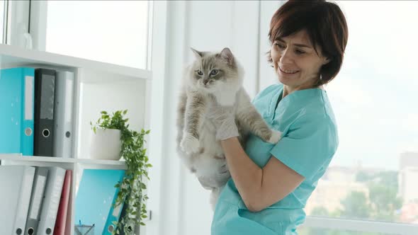 Ragdoll Cat and Veterinarian