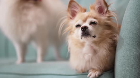 cute brown hair chihuahua sit relax wating