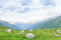 Cows in pasture on alpine meadow - PhotoDune Item for Sale