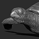 Turtle print 3D - 3DOcean Item for Sale