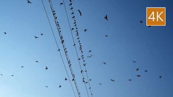 Swallows Fly and Sit on Electric Wires