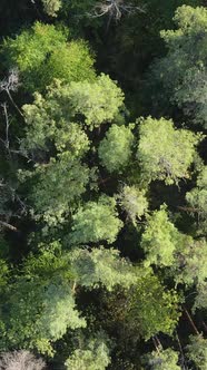 Aerial View of Trees in the Forest