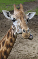 Portrait of a chewing giraffe close up outdoors - PhotoDune Item for Sale