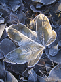 Close up of a fallen frozen leaf - PhotoDune Item for Sale