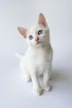 Potrait of a cute white kitten with blue eyes - PhotoDune Item for Sale