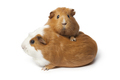 Two cute guinea Pigs isolated on white background - PhotoDune Item for Sale