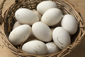 Basket with fresh picked goose eggs close up - PhotoDune Item for Sale