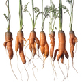 Variety of deformed carrots hanging against white background - PhotoDune Item for Sale