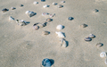  fossil in wando beach - PhotoDune Item for Sale