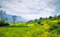 Blossom Mustard farmland  - PhotoDune Item for Sale