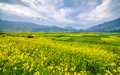Blossom Mustard farmland  - PhotoDune Item for Sale