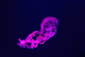 South American sea nettle jelly fish swim underwater aquarium pool with pink neon light - PhotoDune Item for Sale