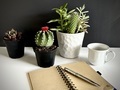 Notebook and pen with cactuses  - PhotoDune Item for Sale