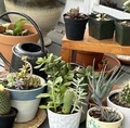 Potted succulents background - PhotoDune Item for Sale