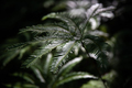 Fern - PhotoDune Item for Sale