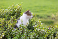 Stray cat in the garden - PhotoDune Item for Sale