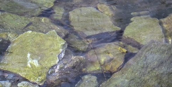 Water Rocks and Fish